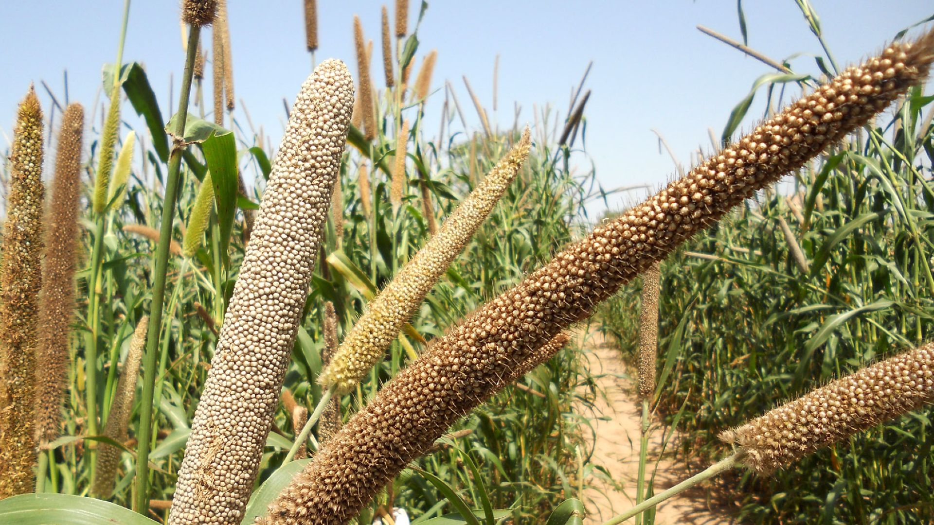 Pourquoi il faut donner au mil ses lettres de noblesse
