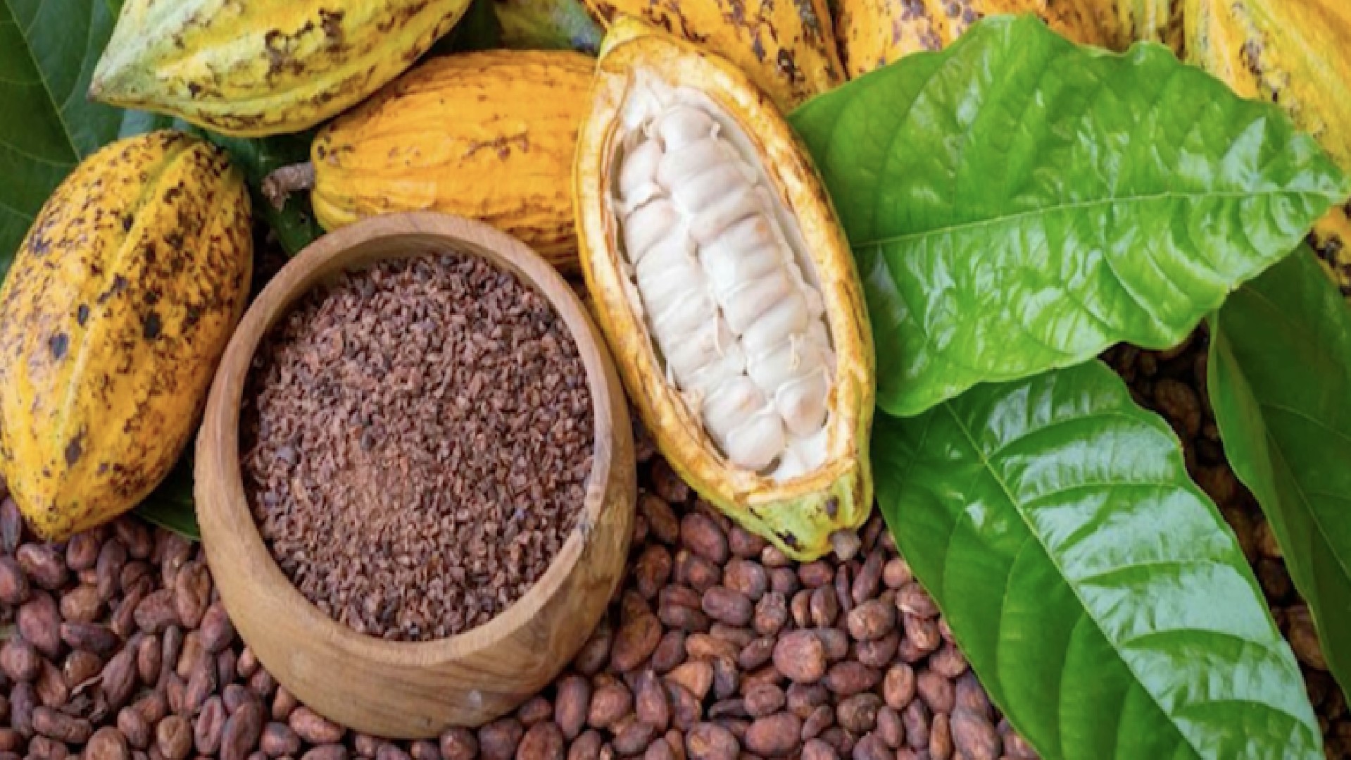Côte d’Ivoire : près de 40 % des fèves de cacao désormais tracés