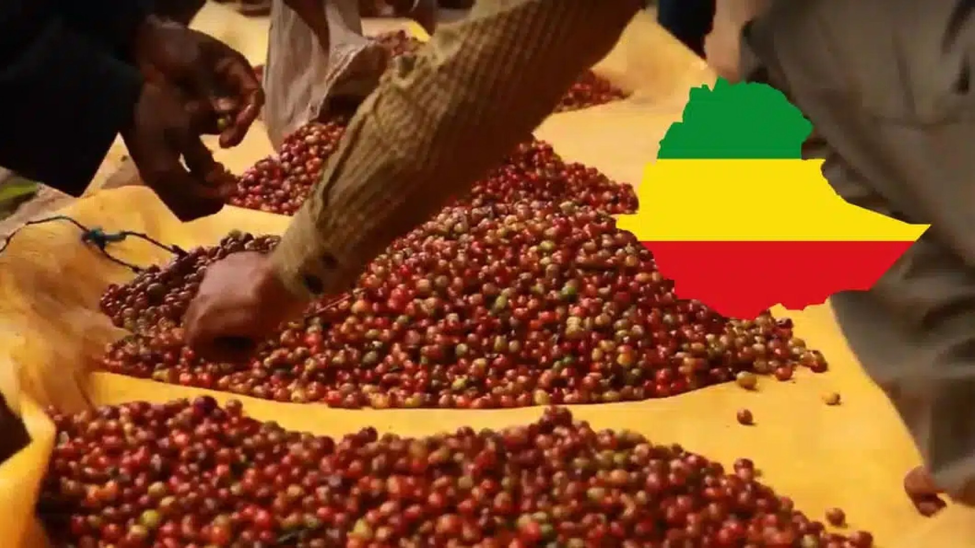 Café d’Ethiopie : la Chine 4e marché d’export
